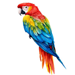 Obraz premium Tropical Exotic Bird – Bright Red, Blue, and Yellow Macaw Illustration 
