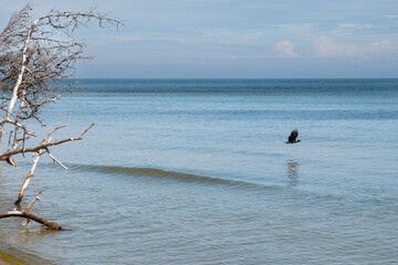 Fallen tree and Flying Crow in Kolka beach in Latvia, unique beach to visit in the Baltic states
