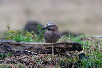 Passerotti e uccelli di bosco