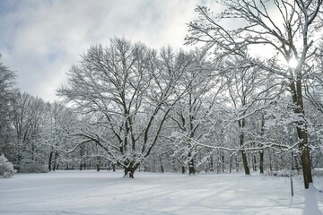 Winter, Schnee, Park, Großer Tiergarten, Tiergarten, Mitte, Berlin, Deutschland