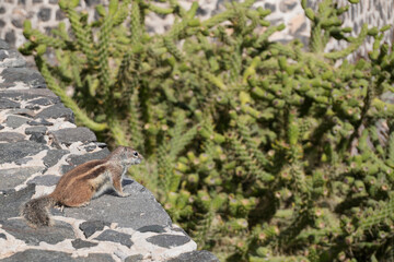 Ein kleines Streifenhörnchen sitzt auf einer Mauer