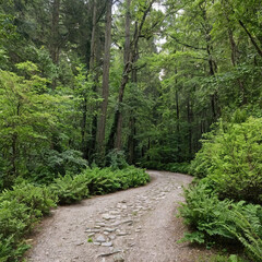 Fototapeta premium winding stone path leads into vibrant, green forest surrounding trees are looking tall and peaceful, natural escape