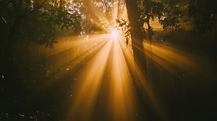 Golden sunlight beams through a misty forest scene