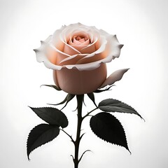 A delicate rose