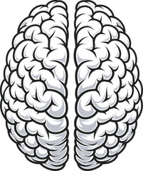 Human Brain Vector Illustration On White Background