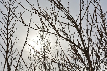 Acacia branches with buds against a background of gray sky. Interweaving of branches. Branches Background