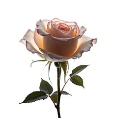 A delicate rose