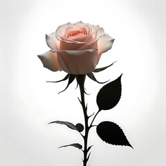 A delicate rose