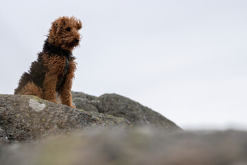 Dog Posing Against a Rugged Rocky Beachscape - cute Airedale Terrier in the scenic beach in Ogna in Norway