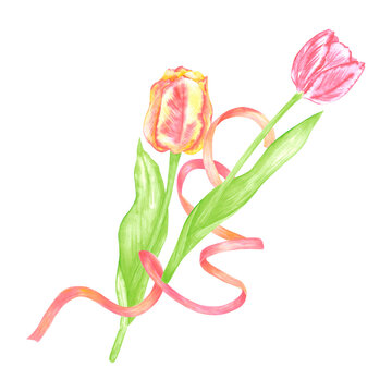 recommend clip art: Hand drawn watercolor red yellow and pink tulips with red ribbon composition. Flowers isolated on white background. Can be used for postcard, label, scrapbook and other printed products.