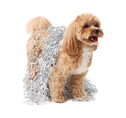 Cute dog with shiny tinsels on white background