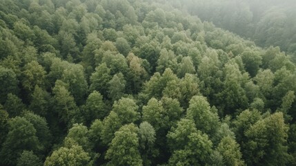 Obraz premium Lush forest canopy from high angle. Aerial view of green trees. Possible use Nature background