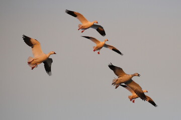 Canadian snow geese landing in farmer's gleaning field in the late evening golden hour light. 