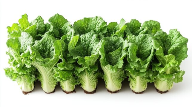 Vertical farming showcases thriving romaine lettuce in a bright environment