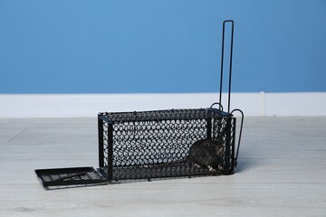 Rat in black metal mouse trap indoors