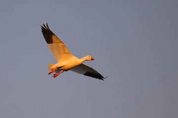 Canadian snow geese landing in farmer's gleaning field in the late evening golden hour light. 