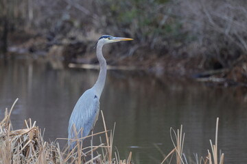 Great blue heron in wetlands natural habitat. 