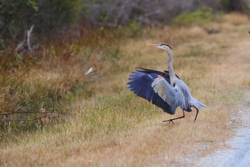 Great blue heron in wetlands natural habitat. 