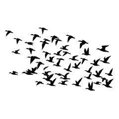 birds in flight