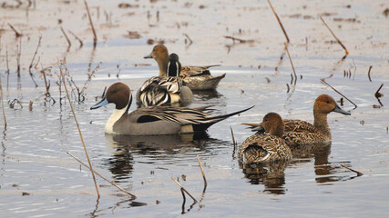 Northern pintailed ducks on pond and flying in golden evening hour. 