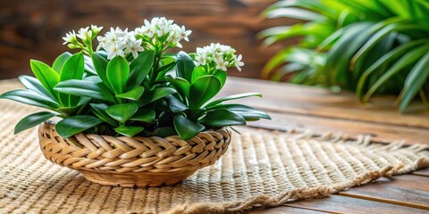 A close-up shot of white flowers blooming on a plant potted in a woven basket, set on a natural fiber placemat, atop a wooden table surface.
