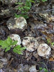 Russula adusta mushrooms in the foliage of a damp oak forest