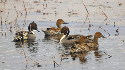 Northern pintailed ducks on pond and flying in golden evening hour. 