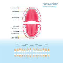 Scheme of Permanent Adult Teeth. Open mouth. Flat style vector illustration clipart