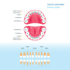 Diagram of children's deciduous teeth
Open mouth. Modern flat style vector illustration clipart