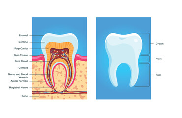 Tooth section diagram. Modern flat style vector illustration clipart