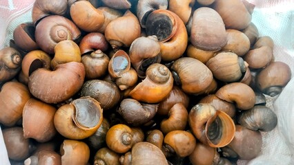 South East Asia Rice Field Golden Apple Snails: A Culinary and Cultural Delight
