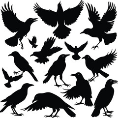 collection of birds