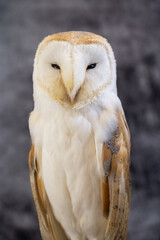 A captive bred western barn owl (Tyto alba) against a grey mottled background