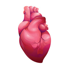 Anatomically correct human heart with venous system, realistic vector model. 3D illustration for medical applications, educational sites, websites