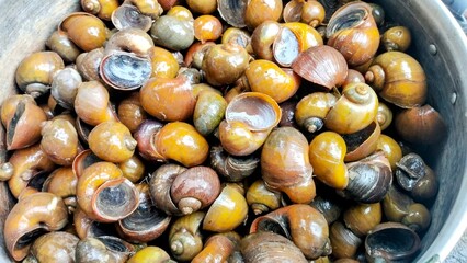 South East Asia Rice Field Golden Apple Snails: A Culinary and Cultural Delight
