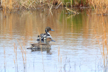 Northern pintailed ducks on pond and flying in golden evening hour. 