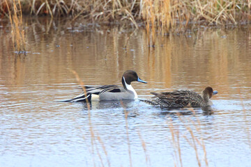 Northern pintailed ducks on pond and flying in golden evening hour. 