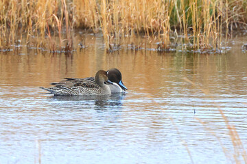 Northern pintailed ducks on pond and flying in golden evening hour. 