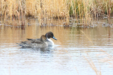 Northern pintailed ducks on pond and flying in golden evening hour. 