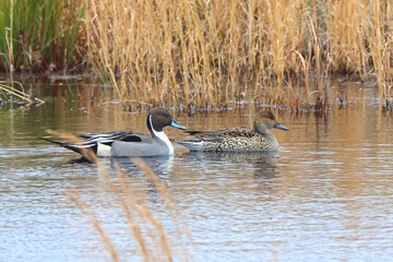 Northern pintailed ducks on pond and flying in golden evening hour. 