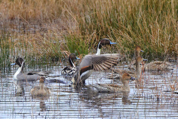 Northern pintailed ducks on pond and flying in golden evening hour. 