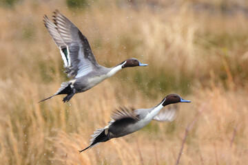 Northern pintailed ducks on pond and flying in golden evening hour. 