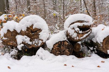 Snow covered logs in the forest. In the background lots of smaller trees and branches, some of them...