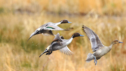 Northern pintailed ducks on pond and flying in golden evening hour. 