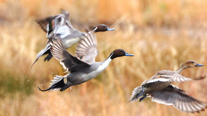 Obraz premium Northern pintailed ducks on pond and flying in golden evening hour. 