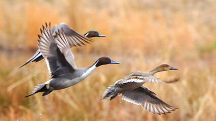 Northern pintailed ducks on pond and flying in golden evening hour. 