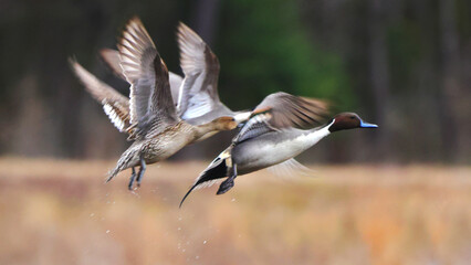 Northern pintailed ducks on pond and flying in golden evening hour. 