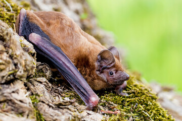 The common noctule (Nyctalus noctula)