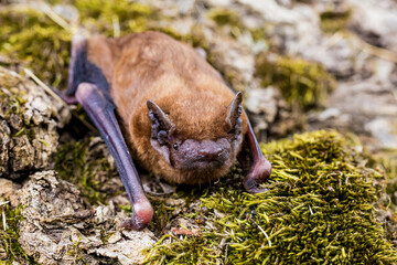 The common noctule (Nyctalus noctula)