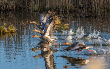 Greylag Goose (Anser anser)